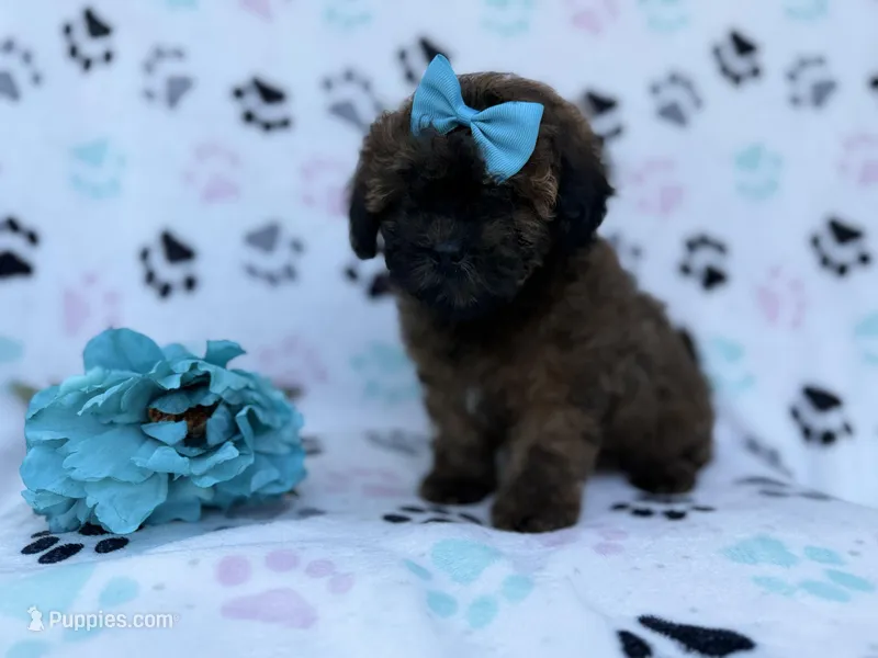 Stormy, a female Shihpoo and Poodle - Miniature  for sale in Lakeland, FL – Photo 1 of 8
