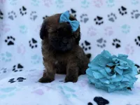 Stormy, a female Shihpoo and Poodle - Miniature  for sale in Lakeland, FL – Photo 2 of 8