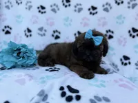 Stormy, a female Shihpoo and Poodle - Miniature  for sale in Lakeland, FL – Photo 3 of 8