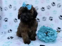 Stormy, a female Shihpoo and Poodle - Miniature  for sale in Lakeland, FL – Photo 7 of 8