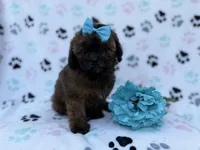 Stormy, a female Shihpoo and Poodle - Miniature  for sale in Lakeland, FL – Photo 4 of 8