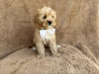 Crook, a male Cavapoo for sale in Lakeland, FL – 7 of 10