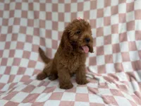 Reba, a female Cavapoo for sale in Lakeland, FL – 5 of 9