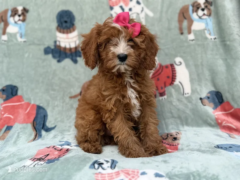 Buttercup  – Cavapoo puppy for sale in Lakeland, FL