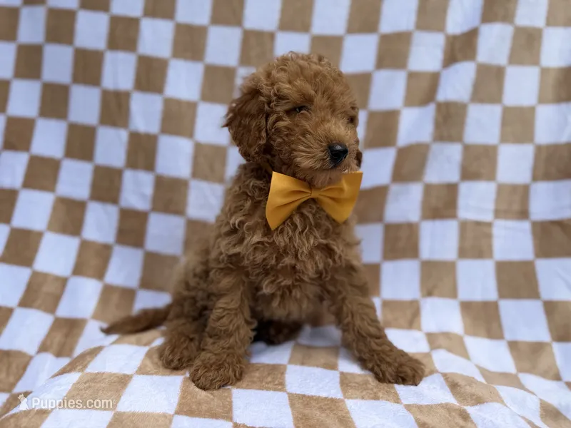 Moose – Poodle - Miniature  puppy for sale in Lakeland, FL