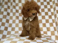 Paxton, a male Cockapoo for sale in Lakeland, FL – 3 of 9