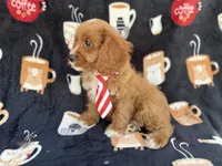 Bentley, a male Cavapoo for sale in Lakeland, FL – 6 of 9