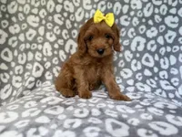 Molly, a female Cavapoo for sale in Lakeland, FL – 6 of 9