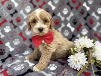 Whiskey, a male Cockapoo and Poodle - Miniature  for sale in Lakeland, FL – Photo 6 of 9