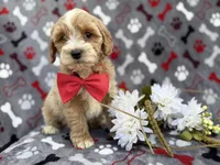 Whiskey, a male Cockapoo and Poodle - Miniature  for sale in Lakeland, FL – Photo 3 of 9