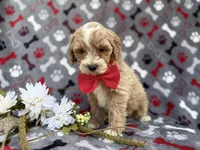 Whiskey, a male Cockapoo and Poodle - Miniature  for sale in Lakeland, FL – Photo 4 of 9