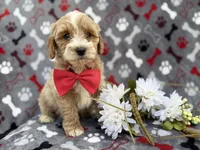 Whiskey, a male Cockapoo and Poodle - Miniature  for sale in Lakeland, FL – Photo 1 of 9