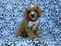 Moose, a male Cavapoo and Poodle - Miniature  for sale in Lakeland, FL – 4 of 8