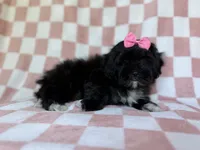 Zoey, a female Shihpoo for sale in Lakeland, FL – 5 of 8