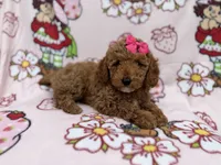 Remi, a female Cockapoo for sale in Lakeland, FL – 1 of 9
