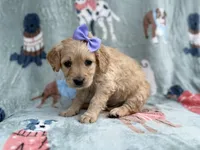 Brylynn, a female Goldendoodle and Golden Retriever for sale in Lakeland, FL – Photo 4 of 9