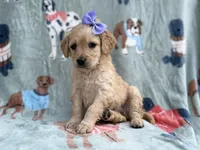 Brylynn, a female Goldendoodle and Golden Retriever for sale in Lakeland, FL – Photo 7 of 9