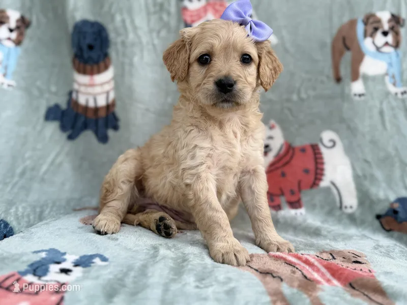 Brylynn – Goldendoodle, Golden Retriever puppy for sale in Lakeland, FL