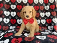 Tuck, a male Cockapoo for sale in Lakeland, FL – 5 of 8