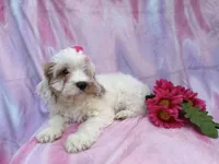 Flower, a female Cavapoo for sale in Lakeland, FL – Photo 6 of 9