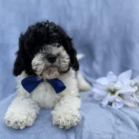 Odie, a male Cavapoo for sale in Lakeland, FL – Photo 8 of 8