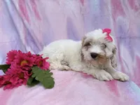 Flower, a female Cavapoo for sale in Lakeland, FL – Photo 8 of 9