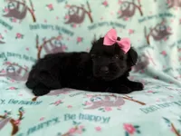 Darla, a female Miniature Aussiedoodle for sale in Lakeland, FL – 6 of 6