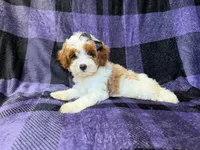 Sugar, a female Cavapoo for sale in Lakeland, FL – 8 of 8