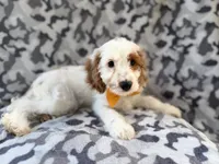 Trent, a male Cockapoo for sale in Lakeland, FL – 2 of 9