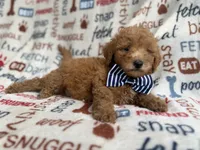 Luke, a male Goldendoodle for sale in Lakeland, FL – 7 of 8