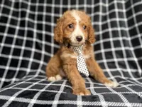 Jett, a male Cockapoo and Poodle - Miniature  for sale in Lakeland, FL – 8 of 8