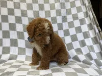 Cosmo, a male Miniature Goldendoodle for sale in Lakeland, FL – 8 of 8