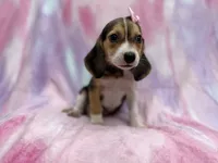 Piglet, a female Beagle for sale in Lakeland, FL – 3 of 8
