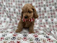 Pete, a male Cockapoo for sale in Lakeland, FL – 4 of 8