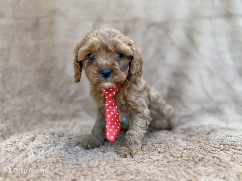 Noah – Cavalier King Charles Spaniel, Poodle - Miniature  puppy for sale in Lakeland, FL