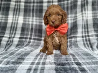 Max, a male Cockapoo and Poodle - Miniature  for sale in Lakeland, FL – 7 of 9