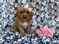 Mia, a female Cavapoo and Poodle - Miniature  for sale in Lakeland, FL – Photo 1 of 9