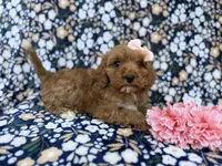 Mia, a female Cavapoo and Poodle - Miniature  for sale in Lakeland, FL – Photo 6 of 9