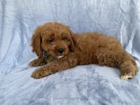 Bronx, a male Cavapoo for sale in Lakeland, FL – 6 of 7