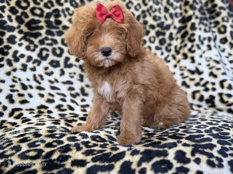 Sassy – Cavapoo puppy for sale in Lakeland, FL