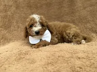 Lane, a male Goldendoodle and Poodle - Miniature  for sale in Lakeland, FL – 7 of 10
