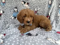 Benson, a male Cavapoo for sale in Lakeland, FL – 4 of 8