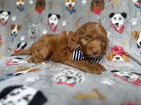 Milo, a male Cockapoo and Poodle - Miniature  for sale in Lakeland, FL – 2 of 6