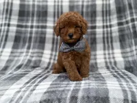 Axel, a male Cavapoo and Poodle - Miniature  for sale in Lakeland, FL – 6 of 9