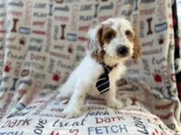 Tony, a male Cockapoo for sale in Lakeland, FL – 4 of 9