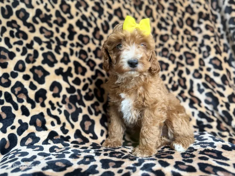 Janey – Cockapoo, Poodle - Miniature  puppy for sale in Lakeland, FL