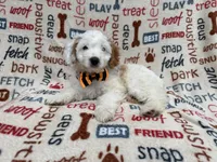Louie, a male Cockapoo for sale in Lakeland, FL – 9 of 9