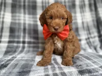 Max, a male Cockapoo and Poodle - Miniature  for sale in Lakeland, FL – 3 of 9
