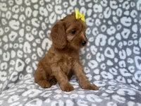 Molly, a female Cavapoo for sale in Lakeland, FL – 4 of 9