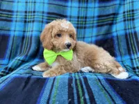 Astor, a male Cavapoo for sale in Lakeland, FL – 3 of 8